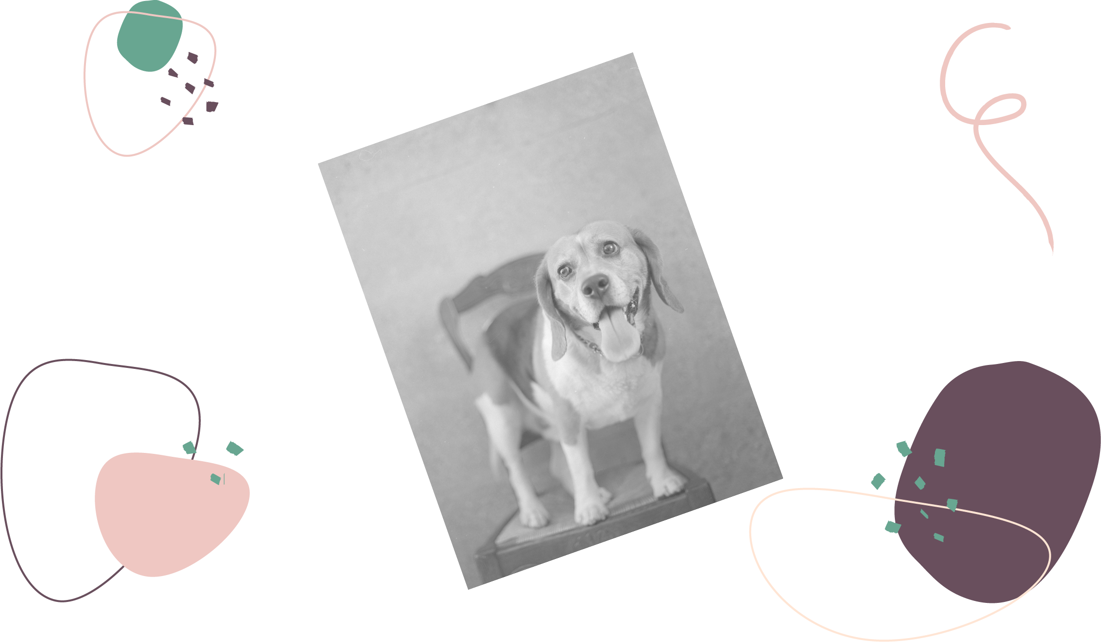 Photographie d'un beagle sur une chaise 
