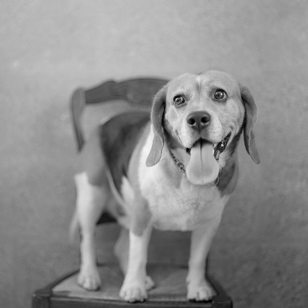 Portrait argentique en format carré en noir et blanc d’un beagle