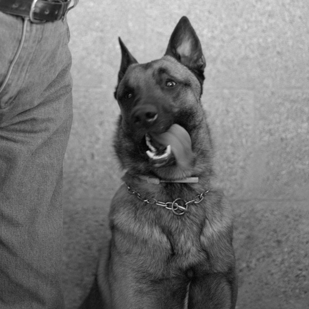 Portrait argentique en format carré en noir et blanc d’un malinois